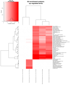 Go Significance Heatmap