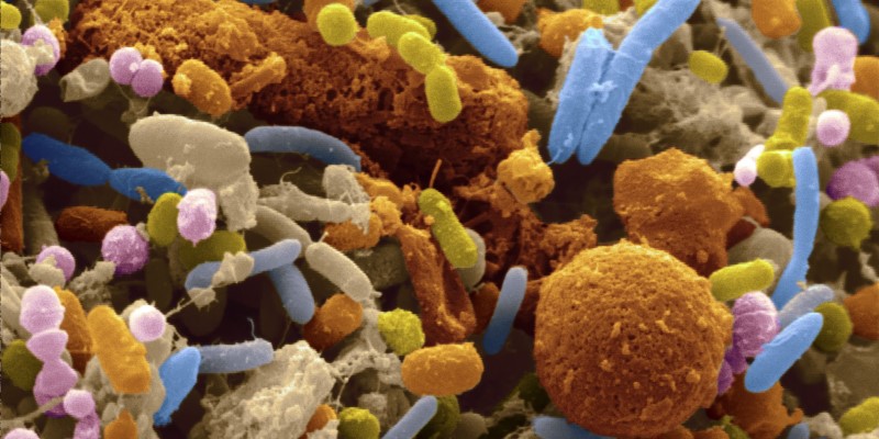 Microbiome Microorganisms Under Microscope