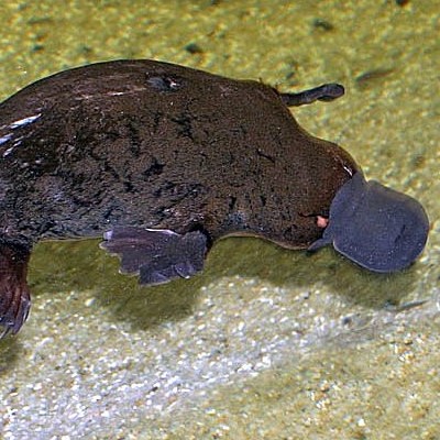 Platypus picture