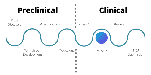 Clinical development phase 2