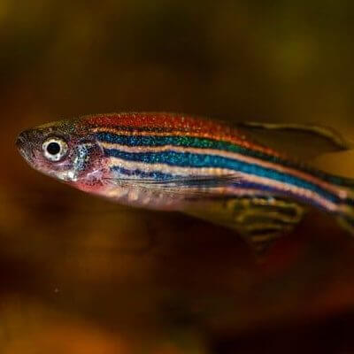 A Zebrafish swimming (bioinformatics A-Z glossary)