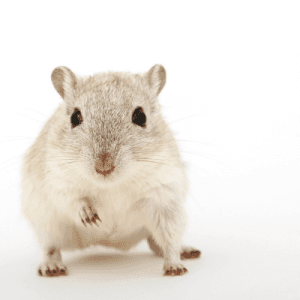 Mouse, a common animal model for microbiome experiments. Pictured in the blog 'Best practices for microbiome experiment study design'