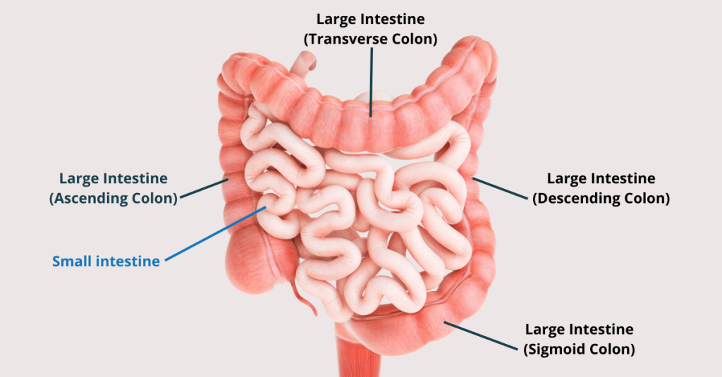 Diagram of the Large Intestine and Small Intestine