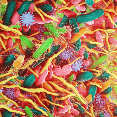 Illustration of the gut microbiome