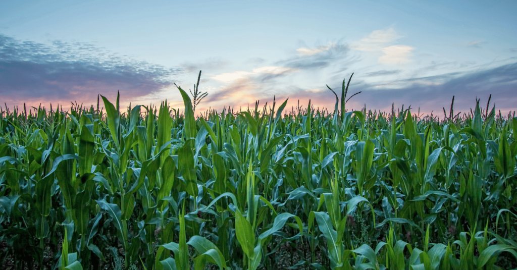 Image shows a plant crop with the sky above it. This image appears on the blog: Plant Metabolomics Analysis: Revealing Plant Secrets