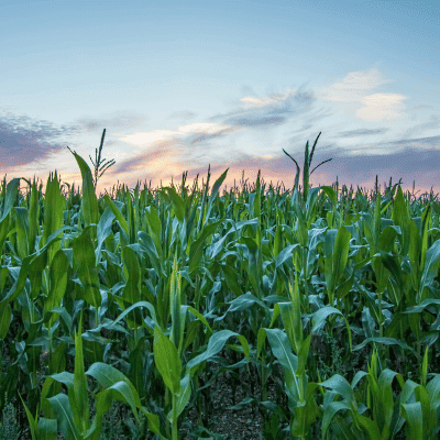 An image of a plant crop and the sky above it, from the blog: Plant Metabolomics Analysis: Revealing Plant Secrets