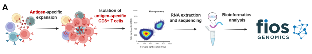 This image details the steps from antigen-specific CD8+ T cell isolation to bioinformatics analysis